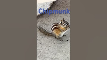The difference between Prairie Dog, Chipmunk, and a Striped Gopher #viral #shorts #fyp