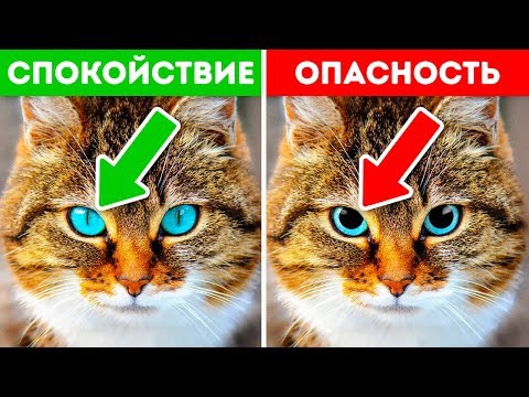 Видео: Ваш котенок запутался? 4 Признаки Синдрома Когнитивной Дисфункции