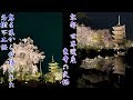 京都 世界遺産 東寺の桜たち！八重紅しだれ桜の名樹不二桜  world Heritage  Cherry blossoms in Kyoto  Toji 教王護国寺