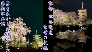 京都 世界遺産 東寺の桜たち！八重紅しだれ桜の名樹不二桜  world Heritage  Cherry blossoms in Kyoto  Toji 教王護国寺