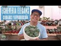 ECHEVERIA ELEGANS -CUIDADOS, REPRODUCCION Y TRASPLANTE-