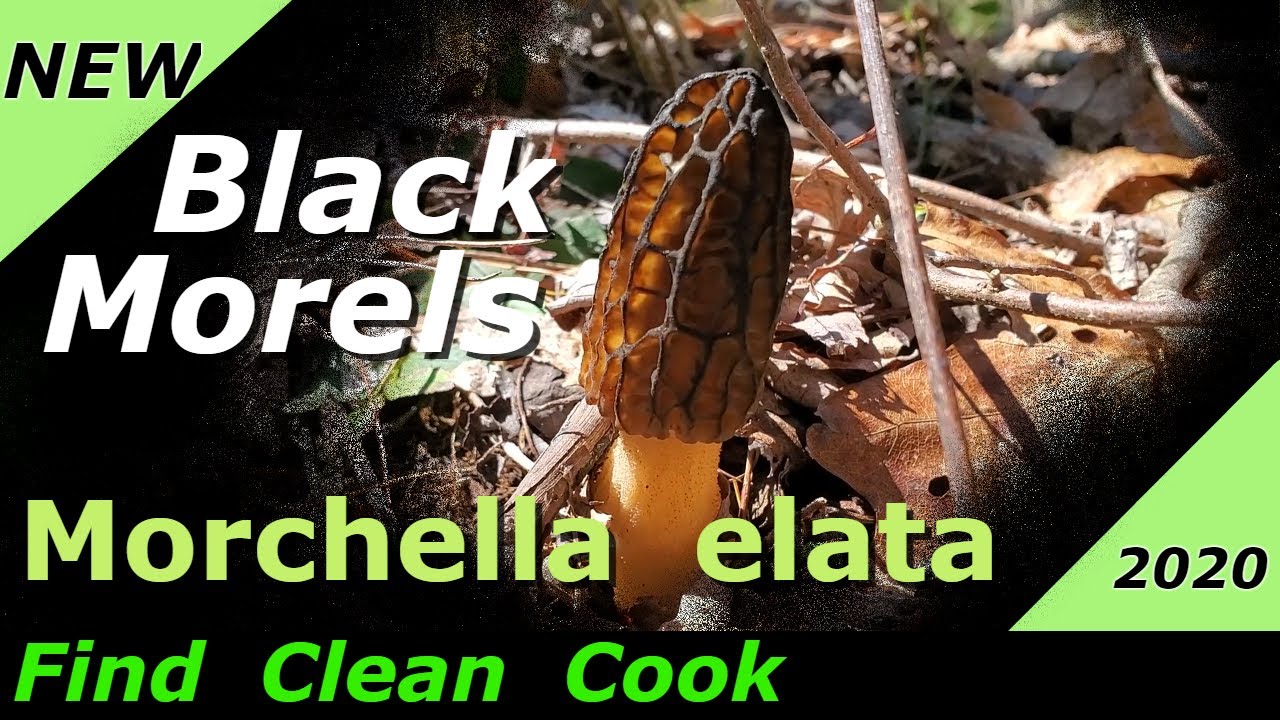 Black Morels Morchella elata 2020 Morel Mushrooms YouTube