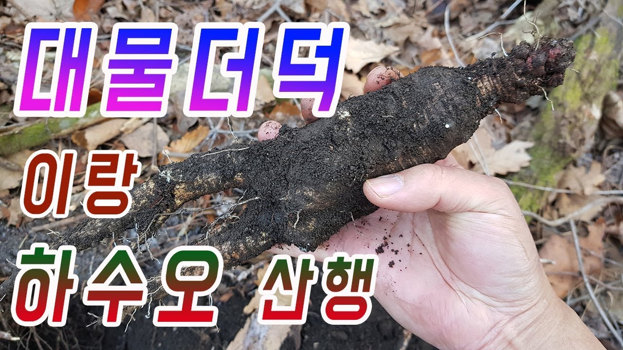 평생 두번보기 어려운 고산 대물 산더덕 과 백수오 산행기.겨울 약초산행.야생더덕 - YouTube