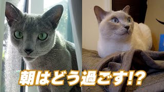 Morning request #108 by こて虎 猫life 860 views 1 year ago 3 minutes, 41 seconds