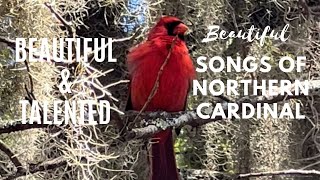 Collection Of Northern Cardinal Singing Various Songs  🐦🎼