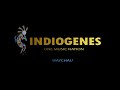 Indiogenes - Waychau