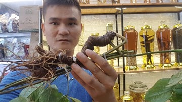 Củ sâm ngọc linh 2 lạng hàng rừng vip