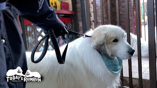 すぐに散歩の支度をするルンルンとなかなか行こうとしないアランです　Great Pyrenees　グレートピレニーズ