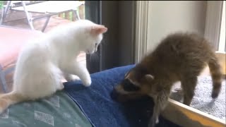 ТОП 5 Лучшие видео с енотами 3. #Енот #кошку достает. ТОП 5 Лучшие видео с енотами 3. #Енот #кошку достает.