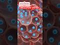 HUMAN CIRCULATORY SYSTEM #viral#3danimation#viralvideo#biology#shorts#class10#nexttoppers#coolvideo