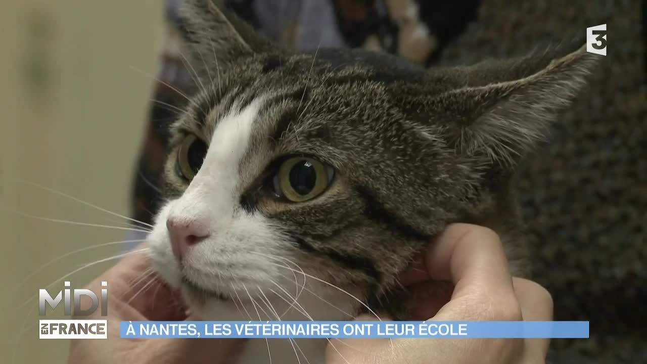 Animaux Nature A Nantes Les Veterinaires Ont Leur Ecole Youtube Animaux Nature A Nantes Les Veterinaires Ont Leur Ecole Youtube