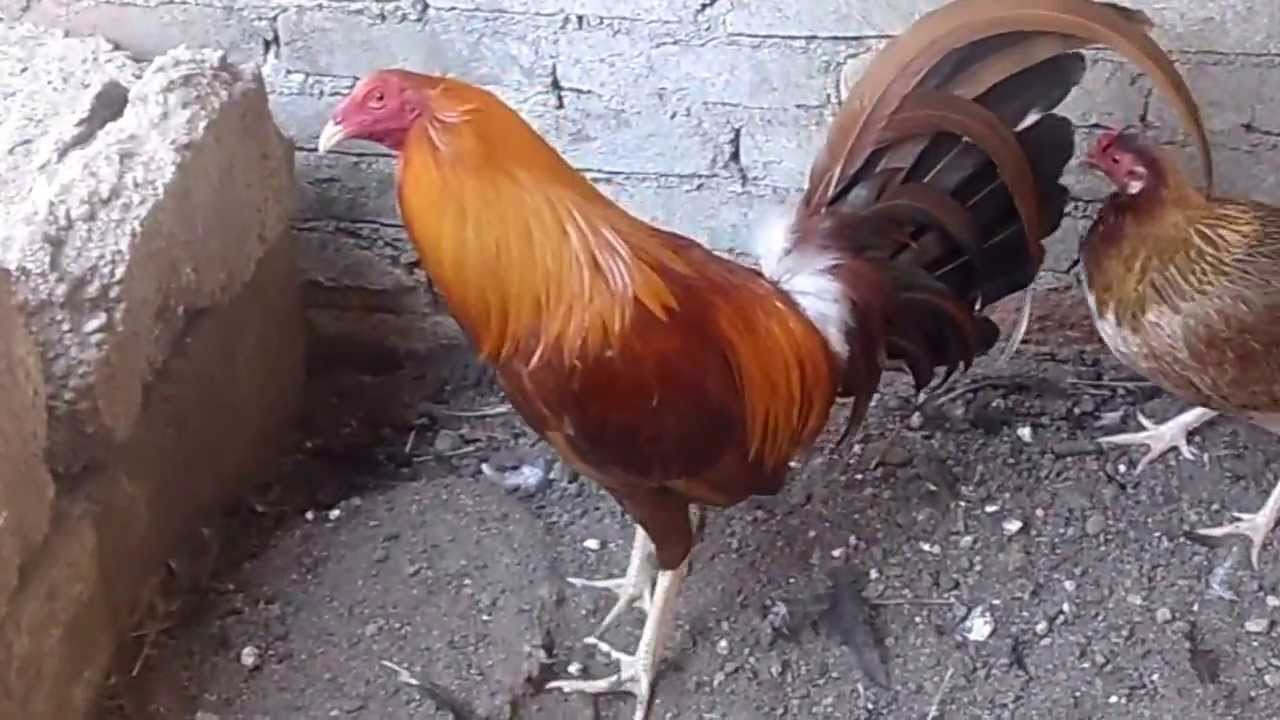 gallos de pelea golden ( pie de cria ) YouTube