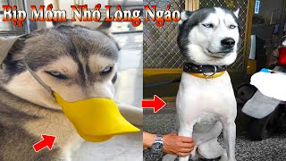 Thú Cưng TV | Dương KC Pets | Ngáo Và Ngơ #19 | chó thông minh vui nhộn | funny cute smart dog