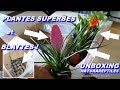 Commande internet  plantes terrarium et blattes  naturareptilesfr pascal aquariums naturels