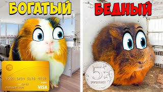 Бедная VS Богатая Морская Свинка Челлендж - Свинка Бузя Челлендж