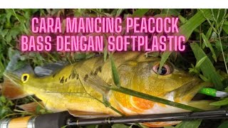 Cara Mancing PB(Peacock Bass) Dengan Softplastic Part 1 - Jalan Jalan Cari Ikan (EP 62) screenshot 2