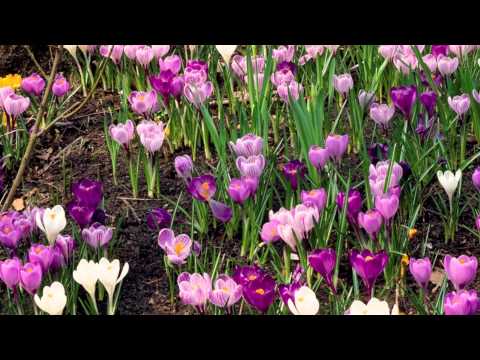 Video: From Loganichi And Kalinikha To The City Of Crocus