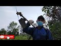 MENERBAS RUMPUT DI KEBUN PINANG, NERBAS MENGGUNAKAN MESIN PEMOTONG RUMPUT