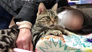 妹と一緒の枕で添い寝する猫が可愛すぎたｗ
