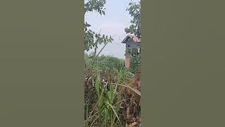 on perdana tgl 03/12/2021 Sp pangeran sriwijaya vs sp tarik senja revisi