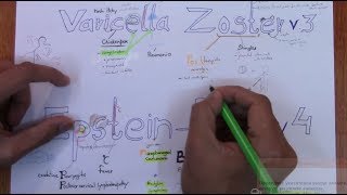 Varicella-zoster and Epstein-Barr viruses