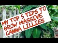 My Top 5 tips---How to grow MASSIVE Canna lilies
