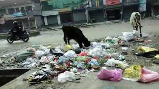 बिर्तामोडको फोहरमा देखियो पशु चौपाय। domestic animal in dirty place  of Birtamod city .