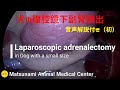 犬の腹腔鏡下副腎摘出手術（音声解説付き）／ Laparoscopic adrenalectomy