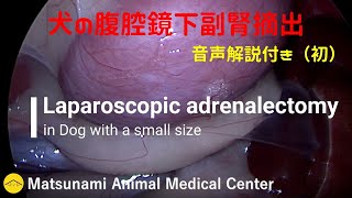 犬の腹腔鏡下副腎摘出手術（音声解説付き）／ Laparoscopic adrenalectomy