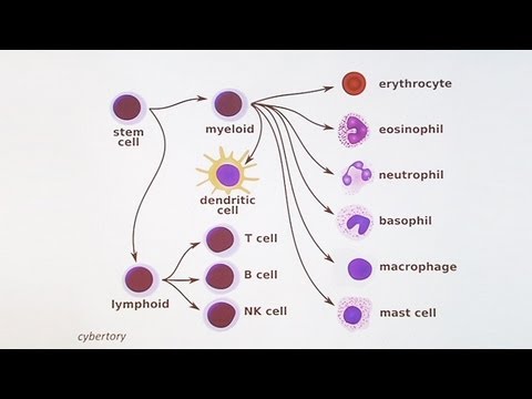 Immunology 101: The Basics and Introduction to our Patient
