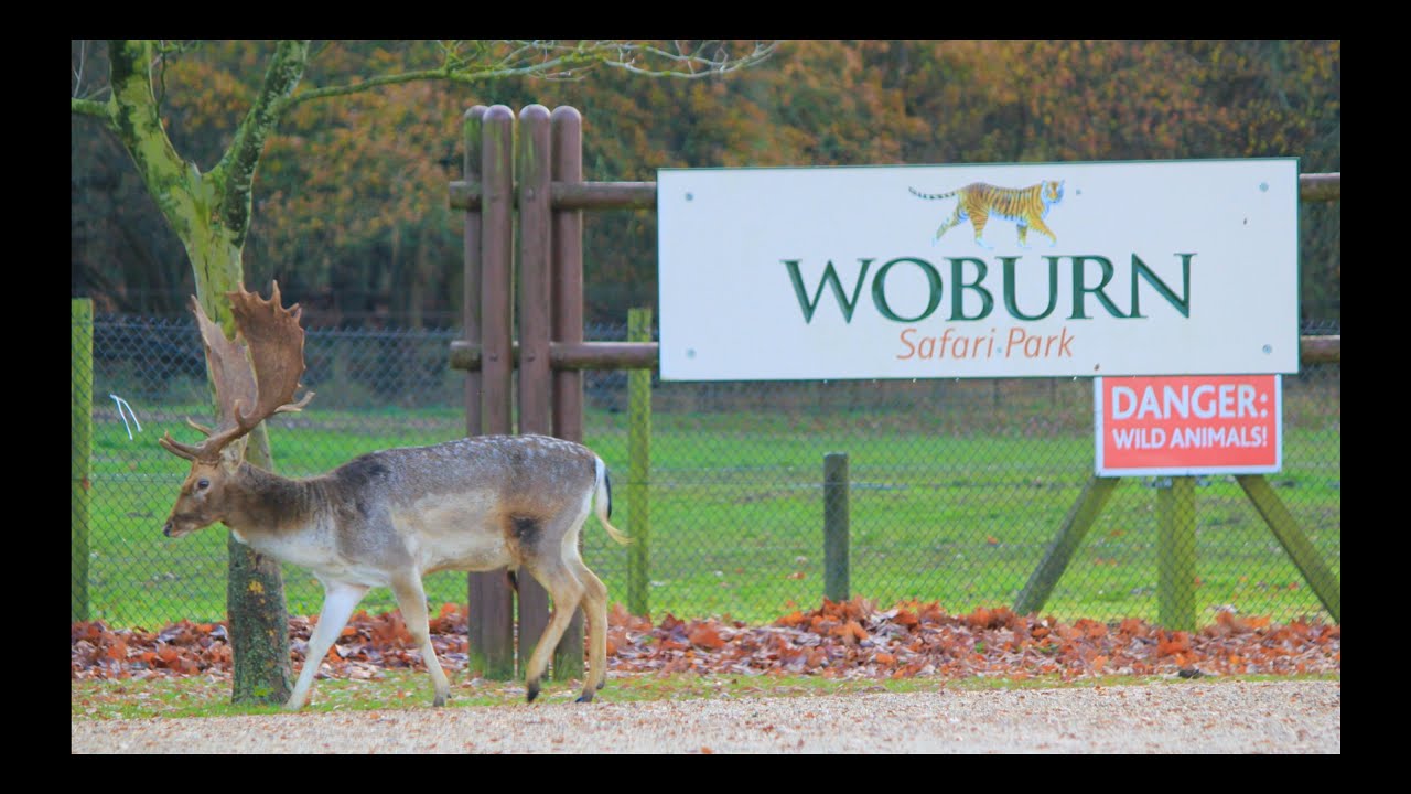 safari park bedford