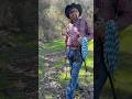 Las Cariňosas #comedy #humor #rancheros #vacas #ganaderos #vaquero