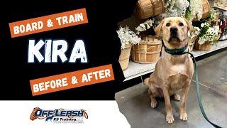 Labrador Retriever, 1 y/o, “Kira” | Amazing Labrador Training Spokane