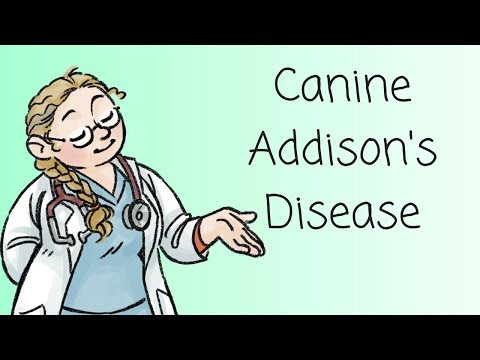 Video: Die Diagnose En Behandeling Van Die Addisoniaanse Hond