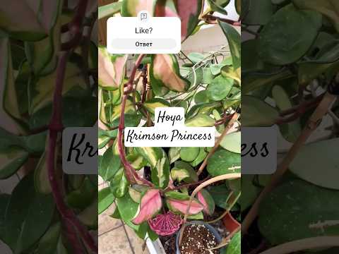 Hoya Carnosa Flamingo Dream Hoyaplant хойя Hoyaplant Hoyacarnosa