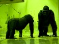 The love of gorillas　ゴリラの愛　R18指定　モモタロウとゲンキの愛の営み　京都市動物園