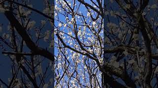 Download Lagu #Shorts Hikaru Hidaka - Spring Plum Blossoms MP3 Download Lagu #Shorts Hikaru Hidaka - Spring Plum Blossoms MP3