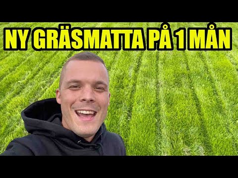 Video: Flerårigt Gräsmatta (23 Bilder): Hur Man Väljer Frön Till Din Gräsmatta? Snabbväxande Och Underhållsvänliga Arter