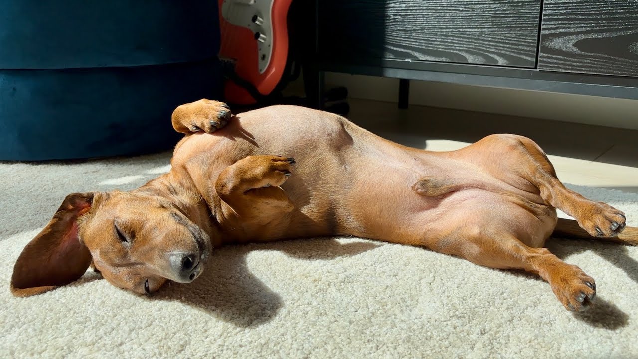 Mini dachshund loves long, sunny days!