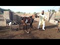 Big panjabi baridar ashrafi goat farm 8503078694