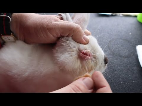 Video: Kako ukloniti boju od pas krzno
