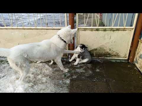 Video: Ako Určiť čistotu Plemena Huskyho šteniatka