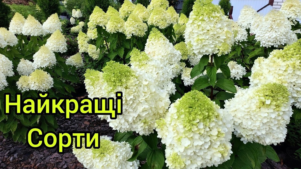 Мої найгарніші сорти волотистих гортензій.Металіка радує 😲