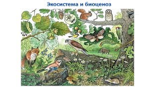 Экосистема и биоценоз Экосистема и биоценоз