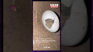 “Baby Chicken” Found Inside Delivered Eggs? Viral Videos Raise Food Safety Concerns