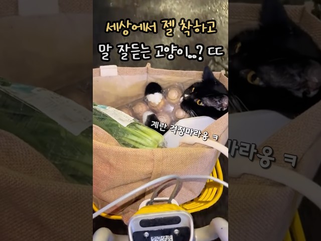 세상에서 젤 착하고 말 잘 듣는 고양이..? ㄷㄷ