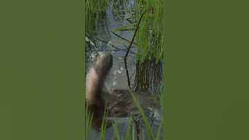 Nhà 2 lúa | Băng đồng cắm câu cá lóc #Shorts, #nhahailua, #batca, #amthuc