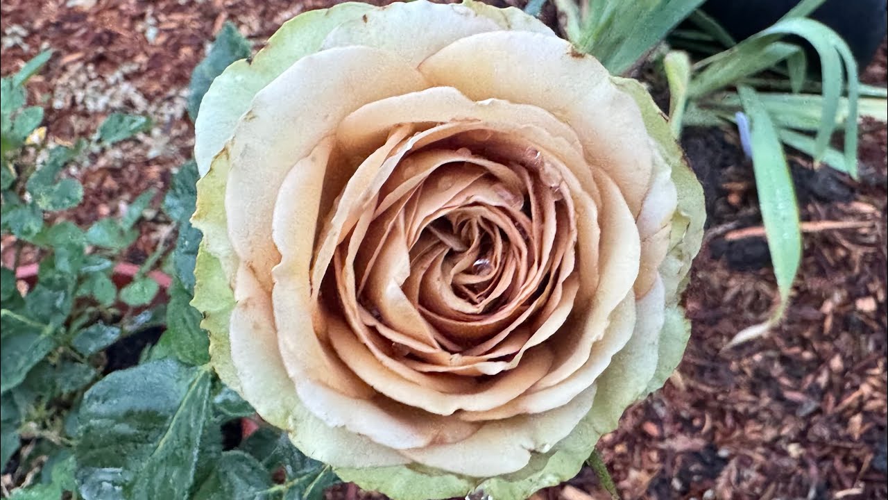 Brown Green Grey Unusual Rose Colors Youtube 