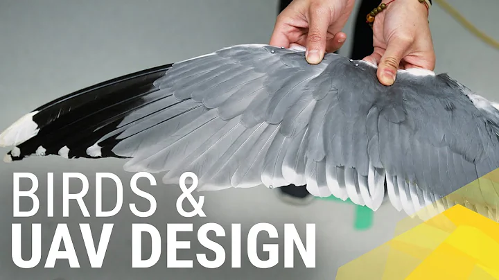 Evolution of bird maneuverability and lessons for UAV design