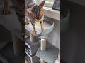 Why Cats Love Catnip